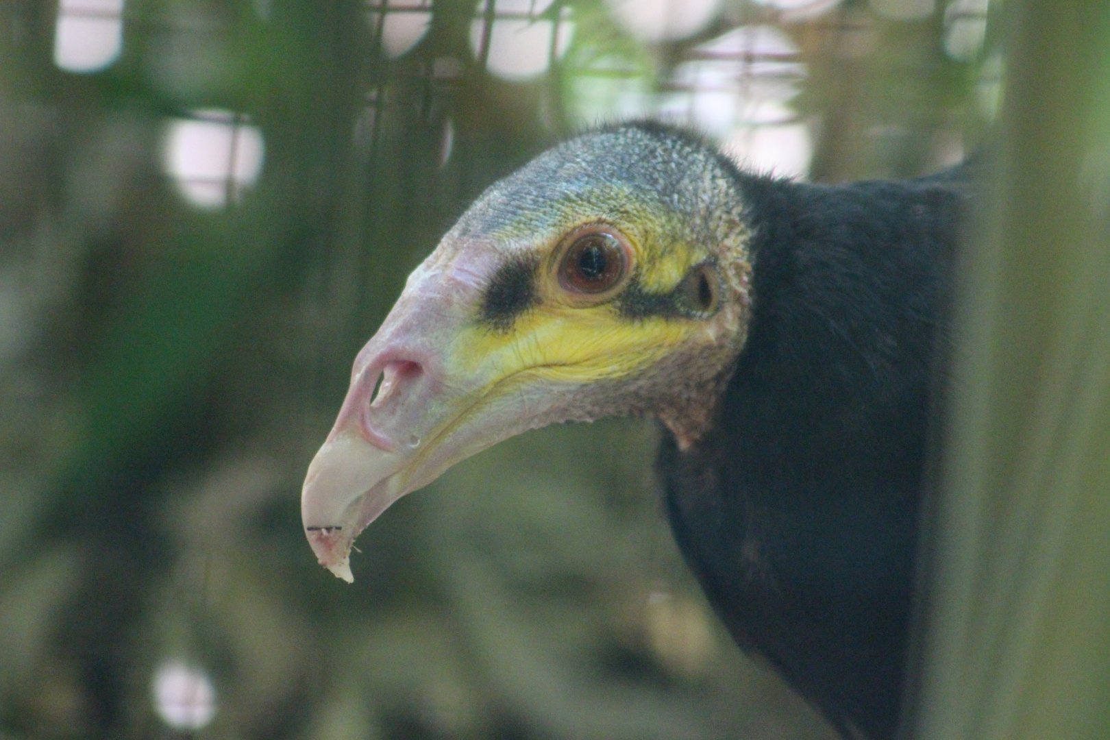 Lesser Yellow-headed Vulture