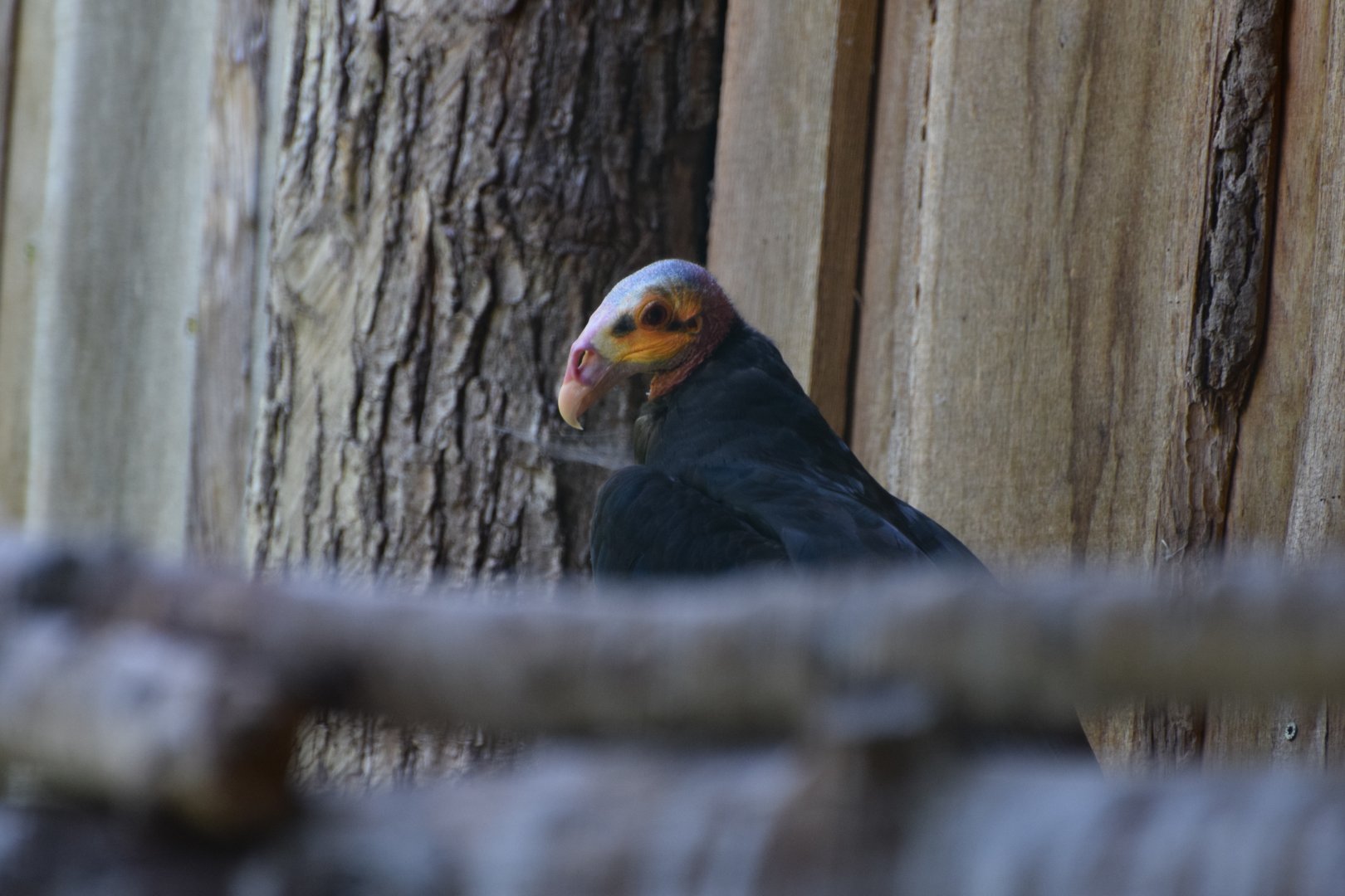 Lesser yellow-headed vulture