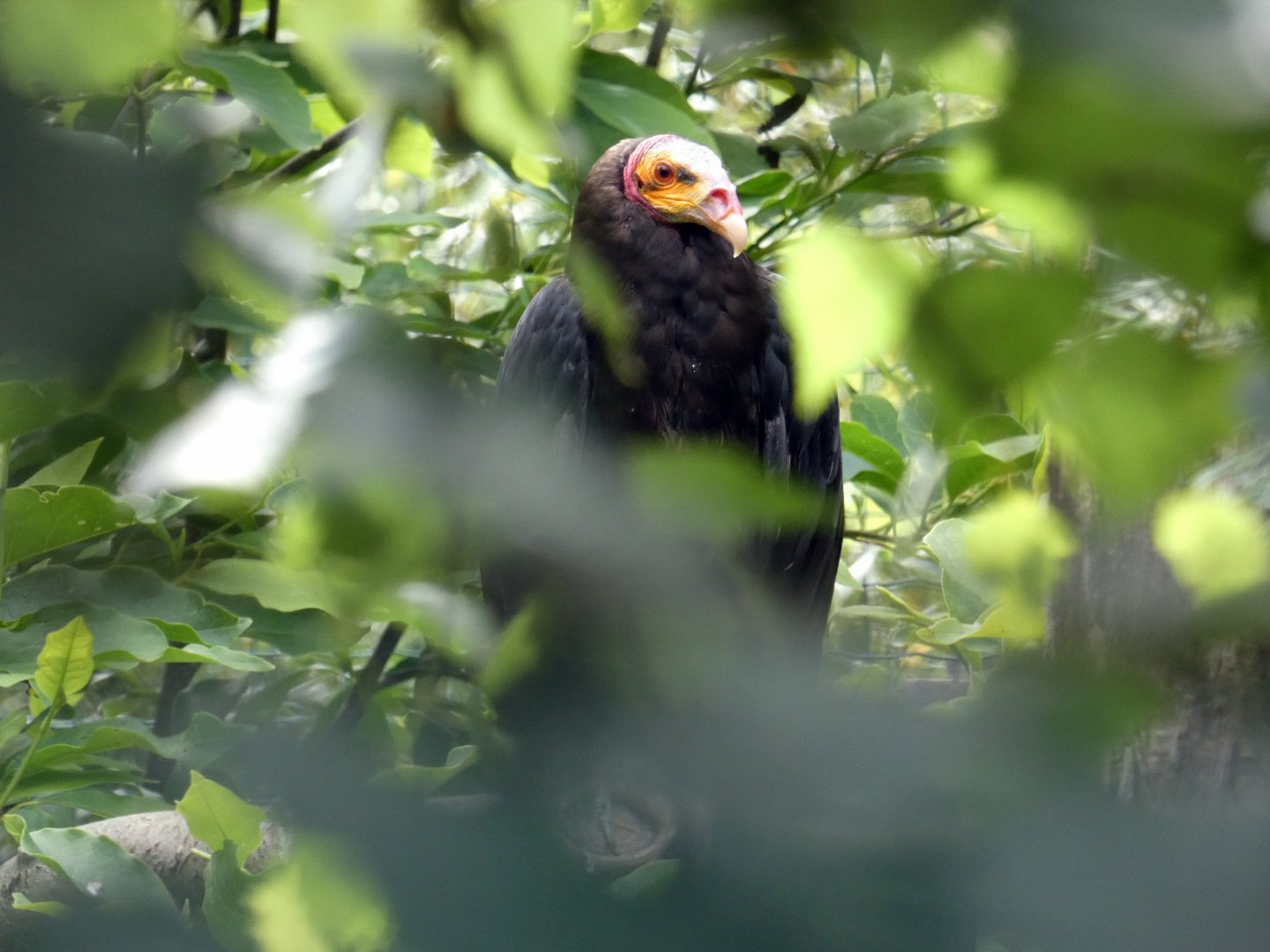 Lesser yellow-headed vulture