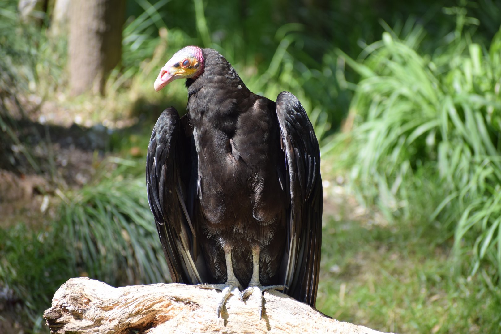 Lesser yellow-headed vulture