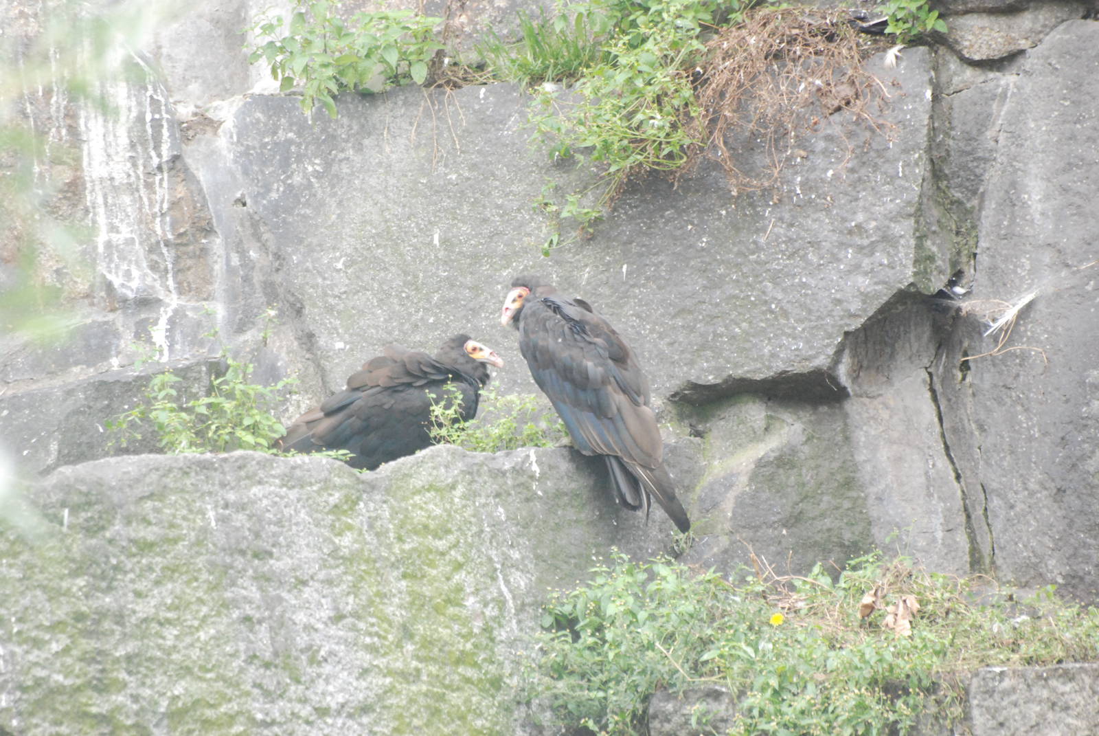 Lesser Yellow-headed Vultures at Tierpark Berlin, 30/08/11