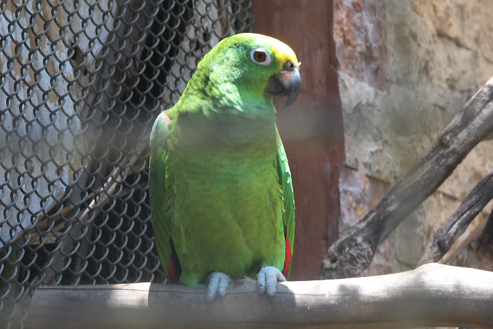 Lesser yellow-naped amazon (Amazona auropalliata parvipes)
