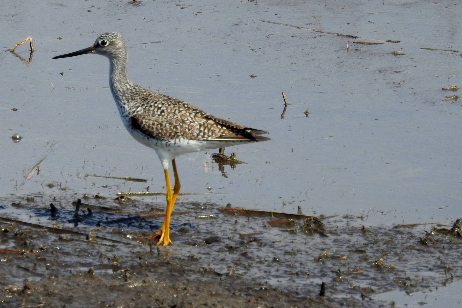 Lesser Yellowleg