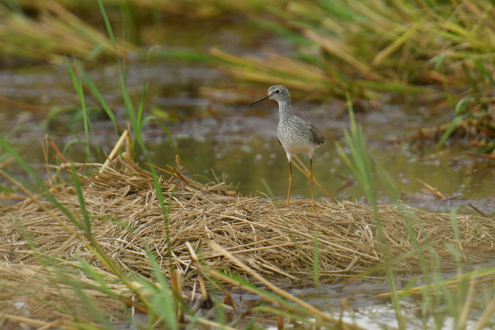 Lesser Yellowlegs Tringa flavipes