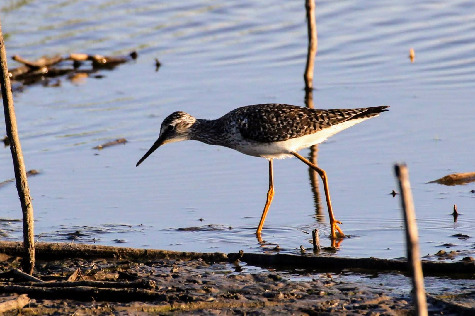 Lesser Yellowlegs