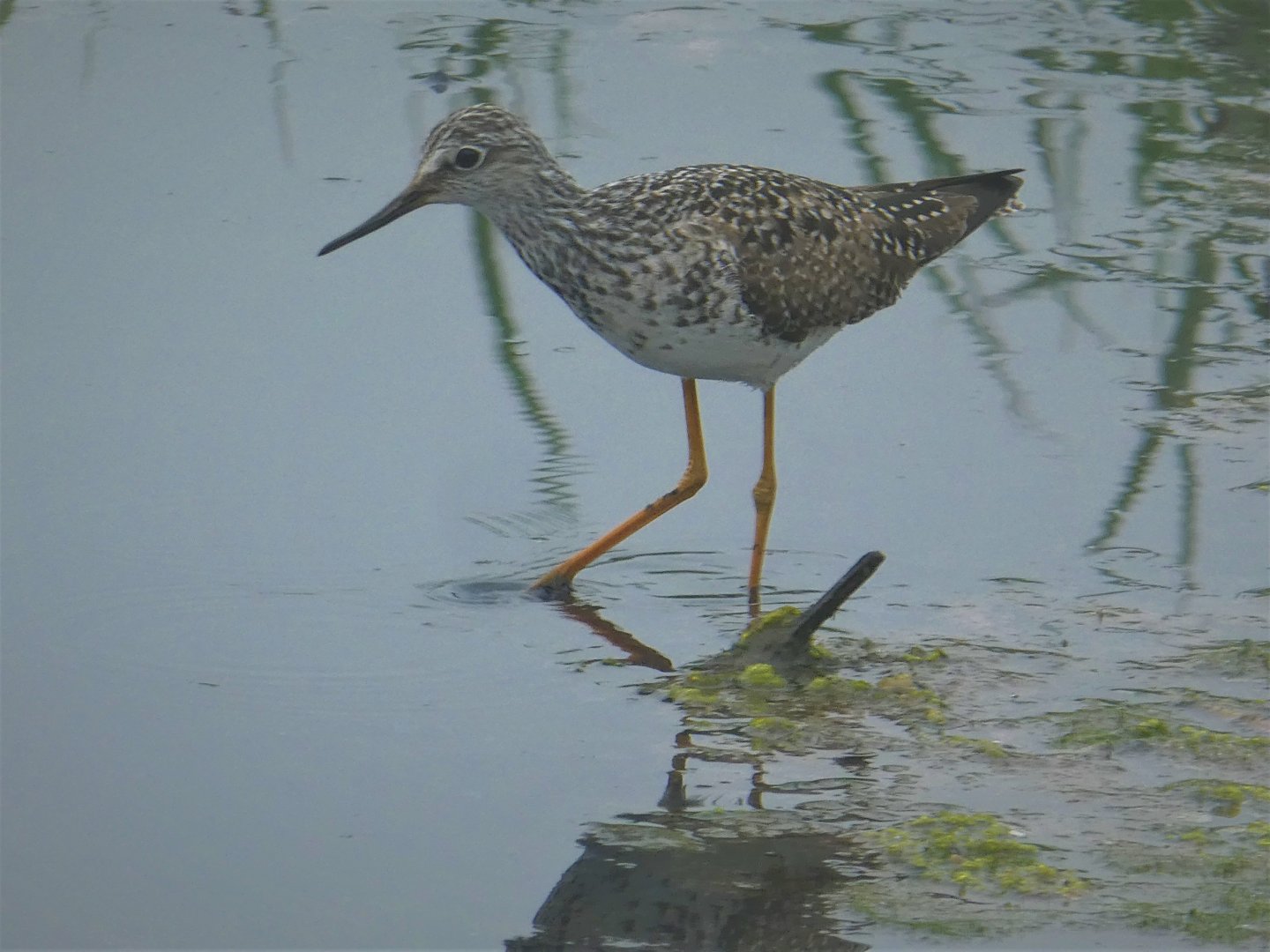 Lesser Yellowlegs