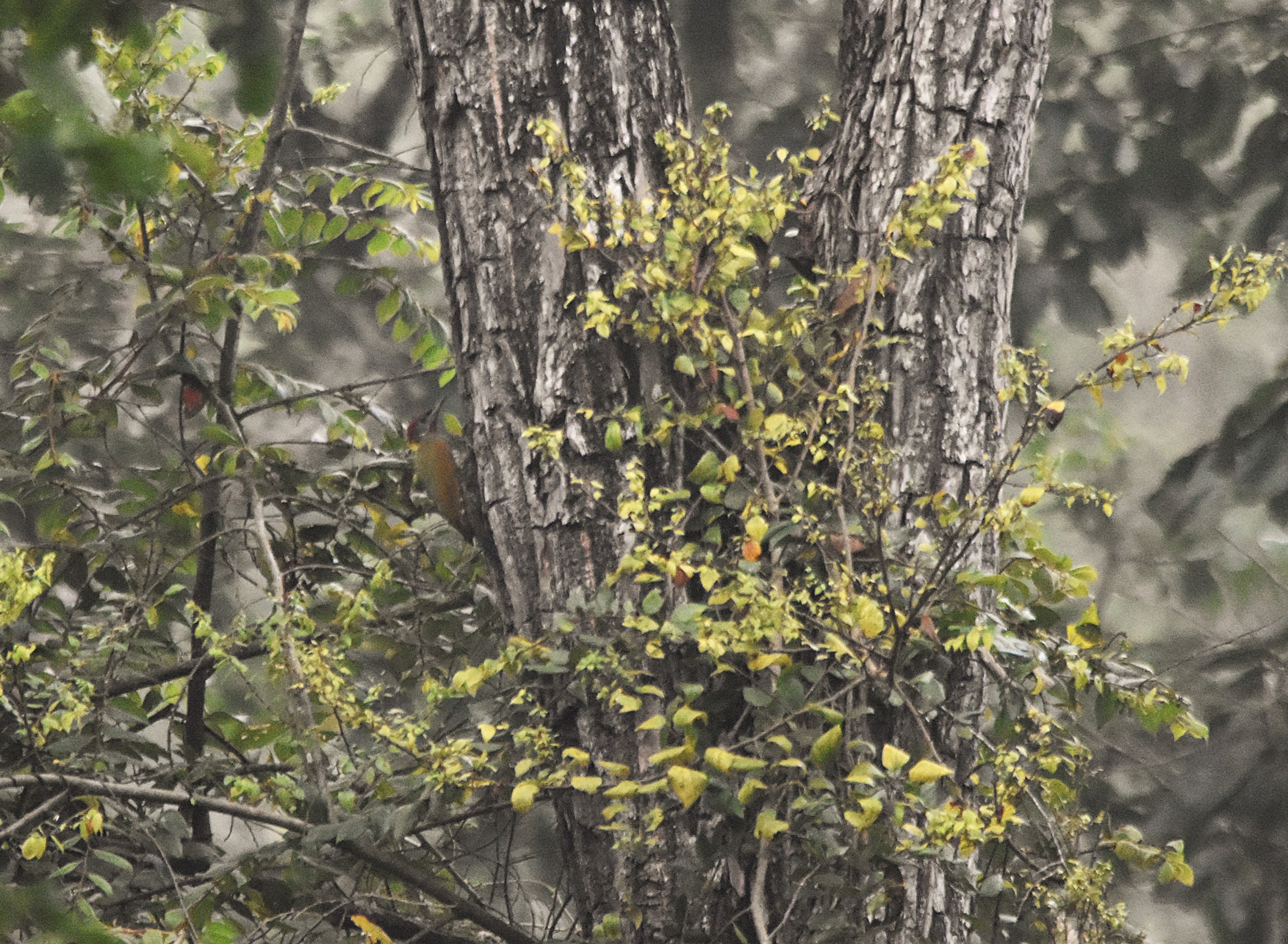 Lesser Yellownape, Nagarahole Tiger Reserve, 25th November 2024