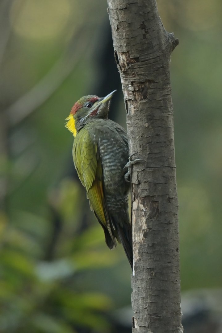 Lesser Yellownape Picus chlorolophus