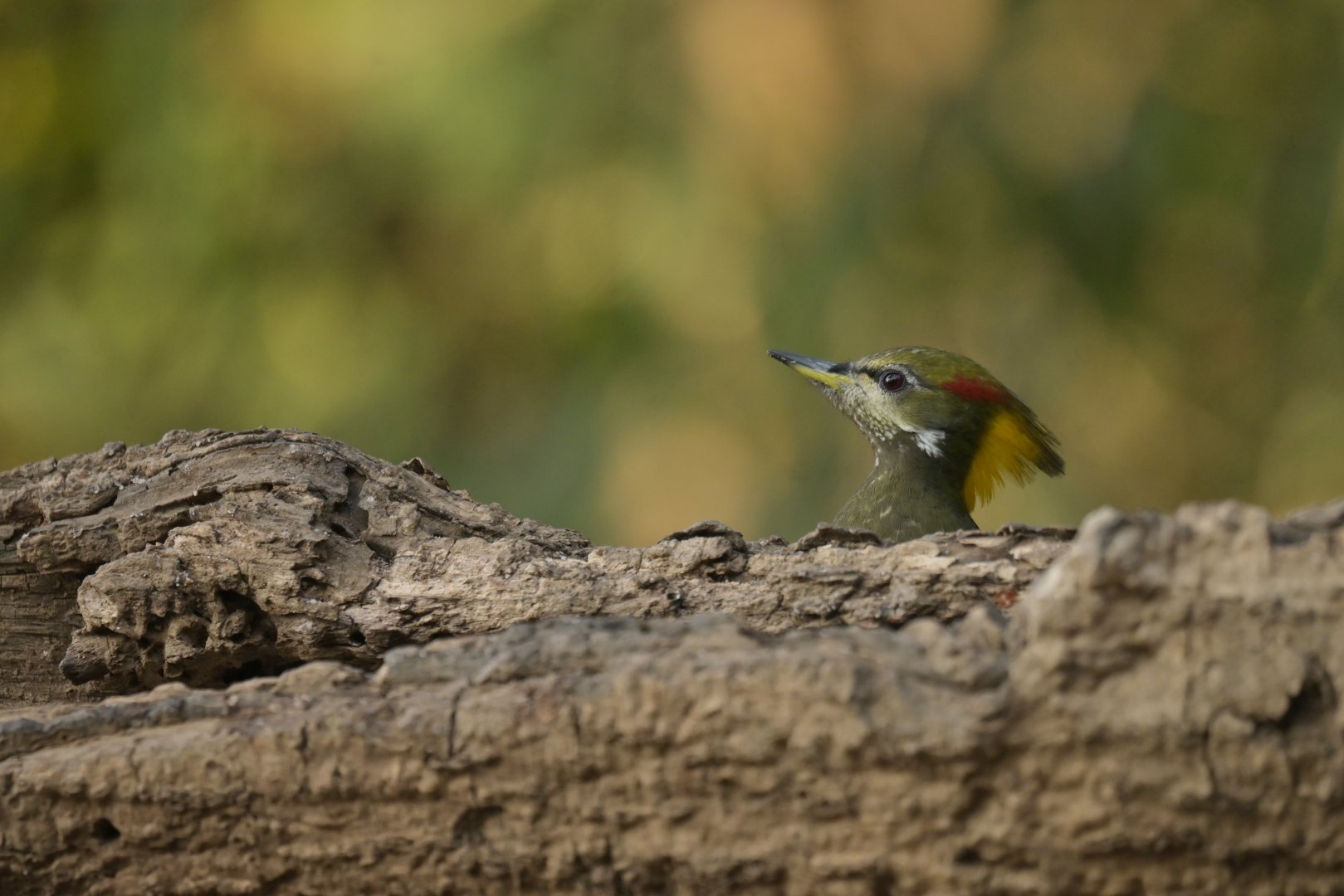 Lesser Yellownape Picus chlorolophus