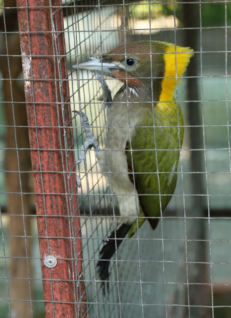 Lesser Yellownape