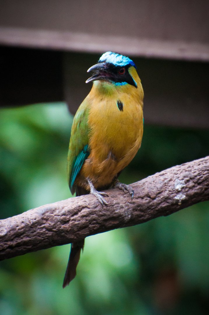Lesson's motmot (Momotus lessonii)