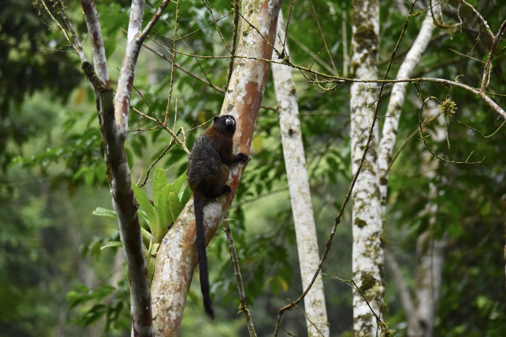 Lesson's saddle-back tamarin, (Leontocebus fuscus)