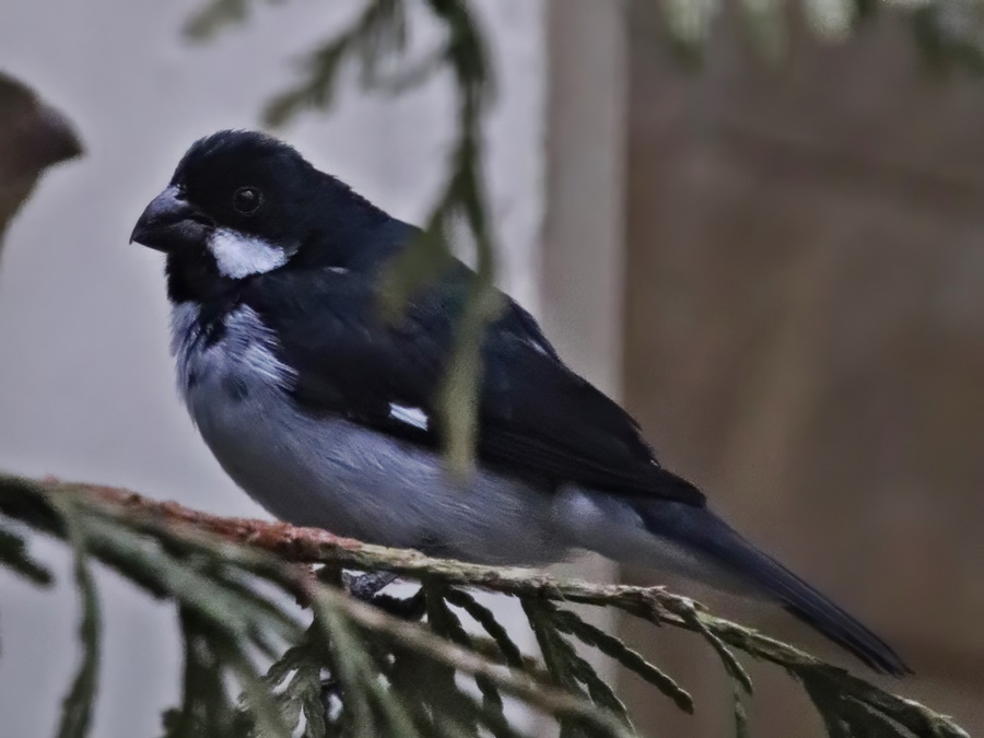 Lesson's seedeater (Sporophila bouvronides)