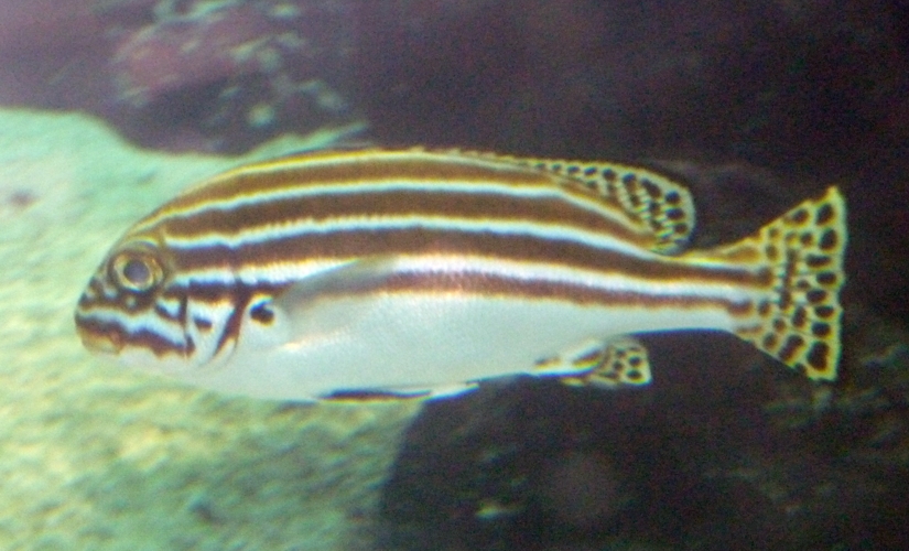 Lesson's thicklips (Plectorhinchus lessonii)