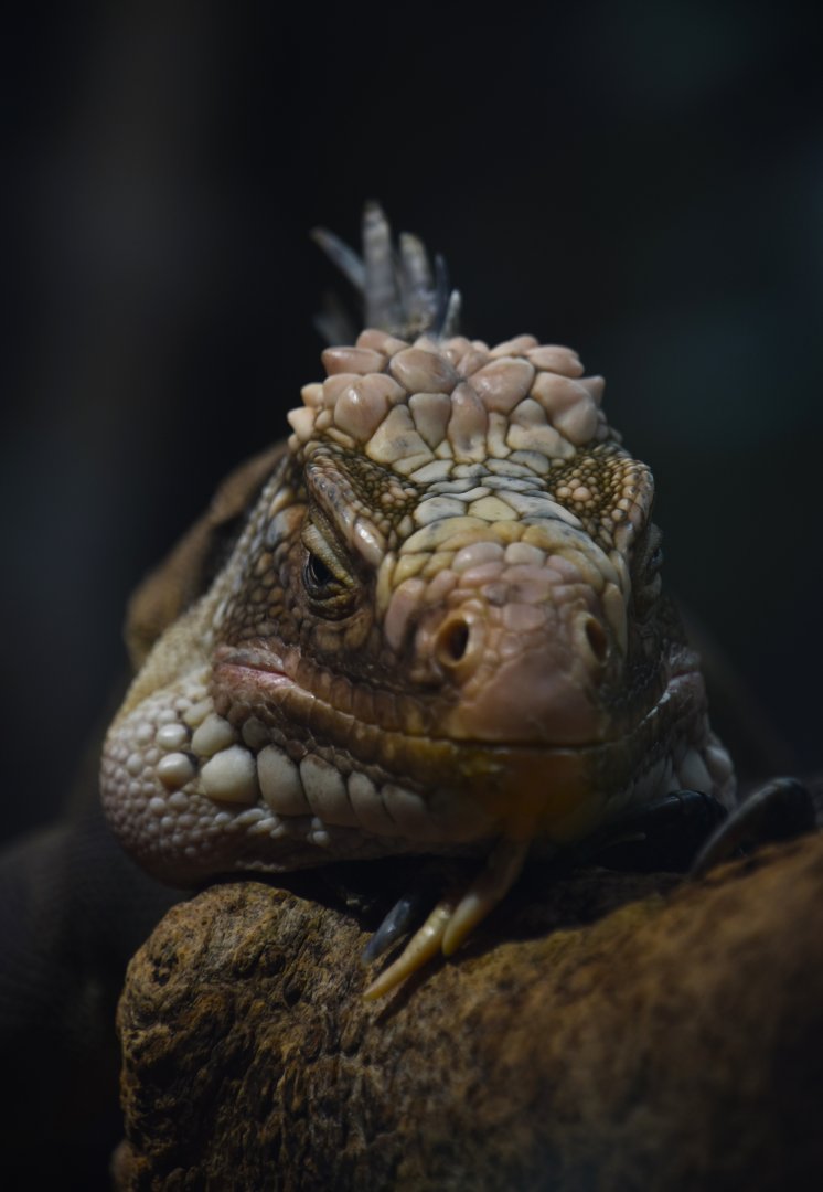Lessser Antillean iguana, Iguana delicatissima