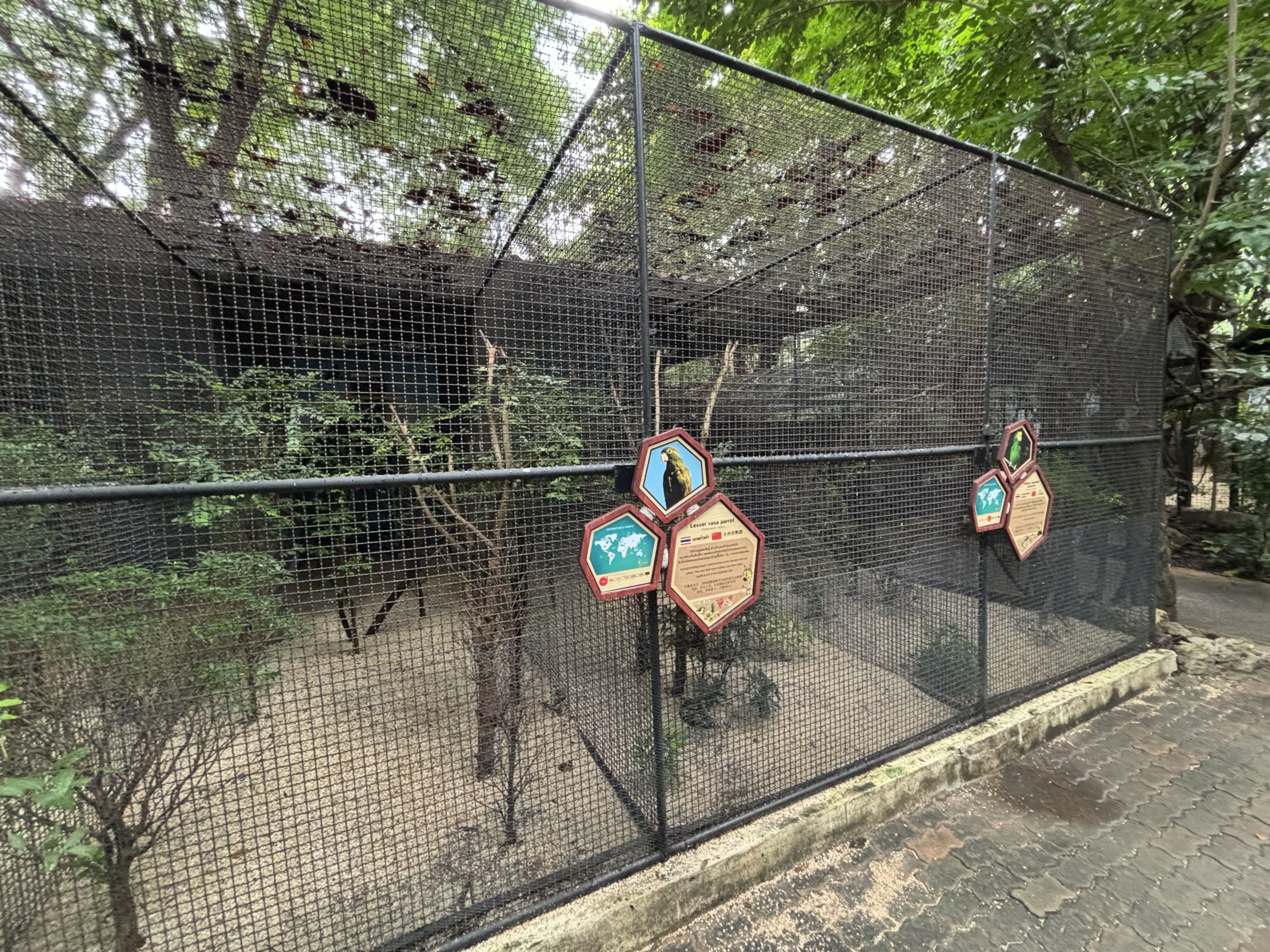 Lessser Vasa Parrot + Yellow-headed Amazon Aviaries