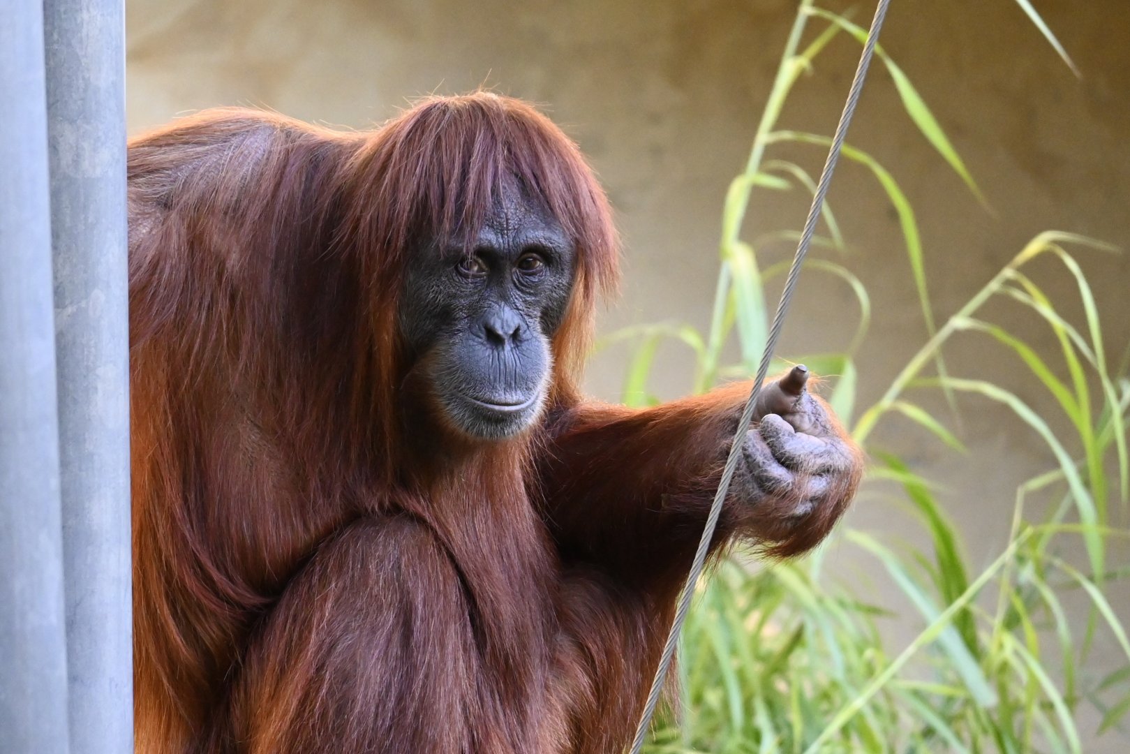 Lestari-Sumatran Orangutan-2025
