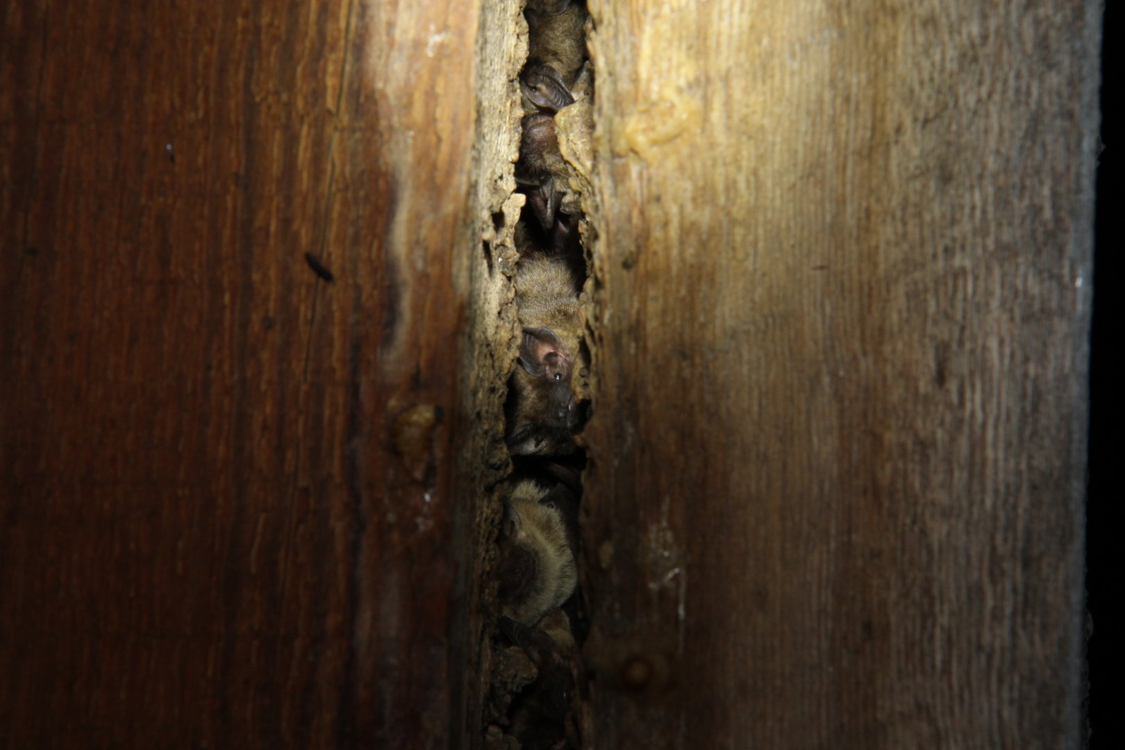 Lesueur’s Hairy Bat (Cistugo lesueuri)