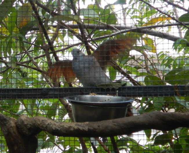let me in!!! wild bird trying to get at the food bowl