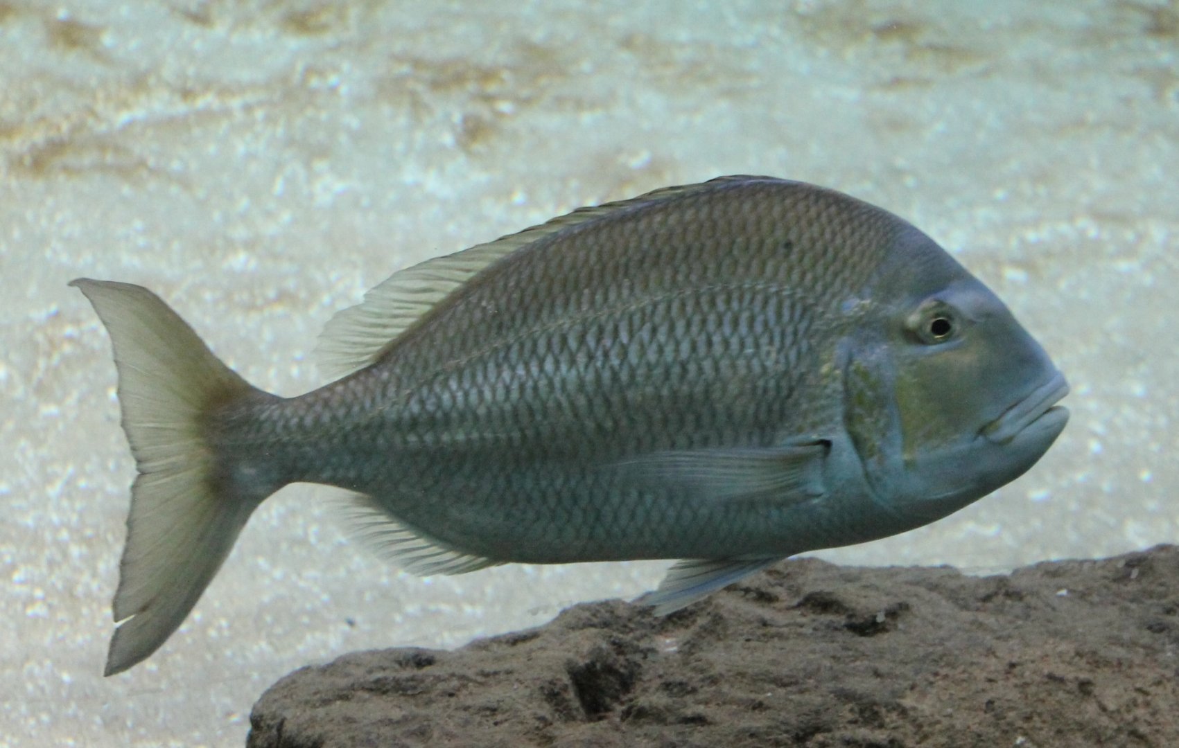 Lethrinus species