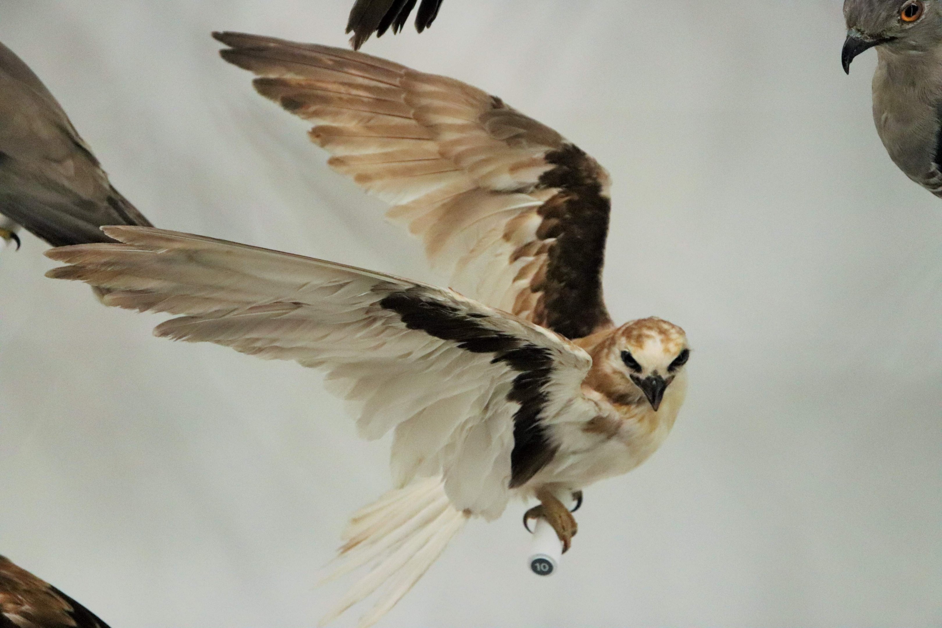 Letter-winged Kite (Elanus scriptus)