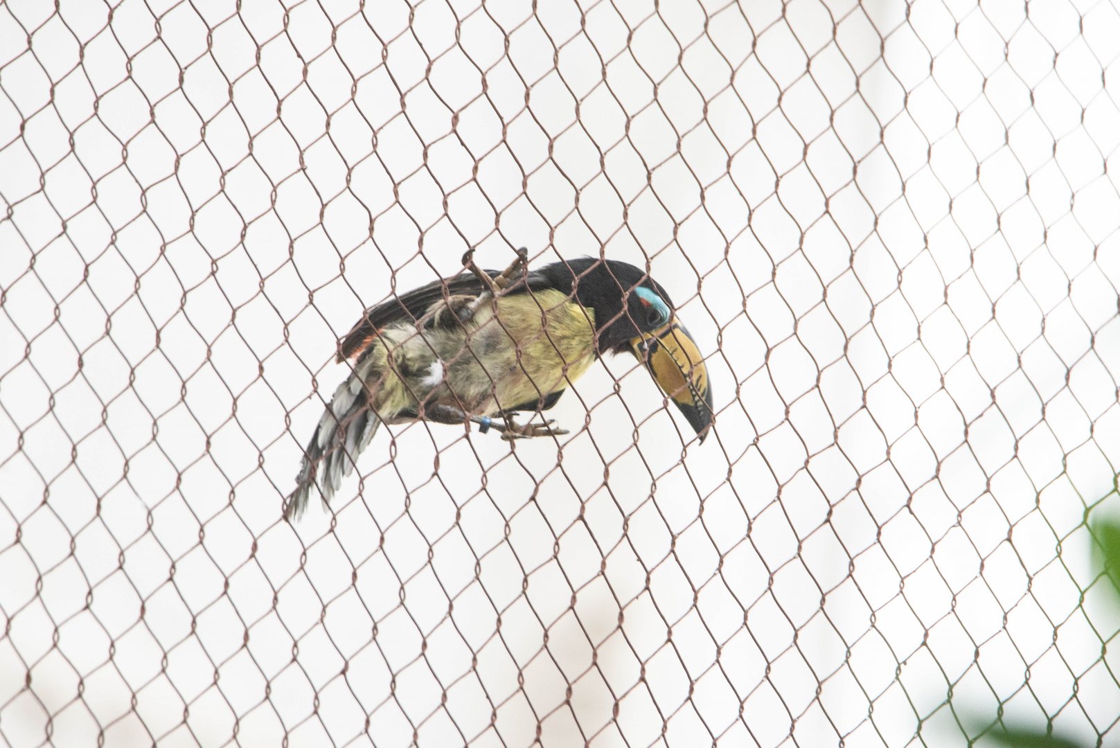 Lettered Aracari- Pteroglossus (inscriptus) inscriptus