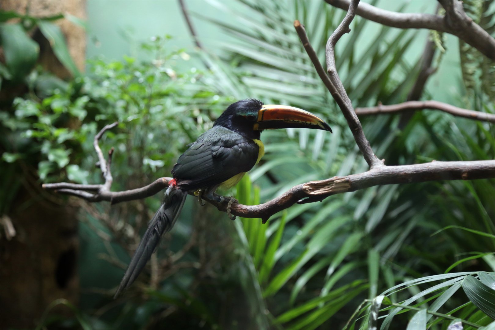 Lettered Aracari (Pteroglossus inscriptus)