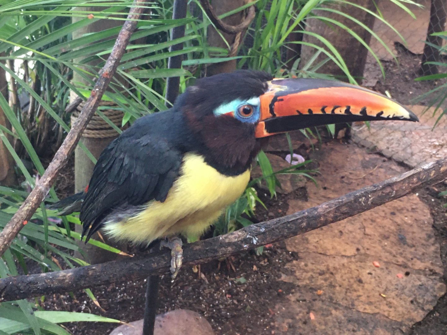 Lettered Aracari (Pteroglossus inscriptus)