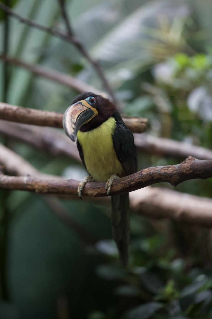 Lettered Aracari/ Pteroglossus pluricinctus