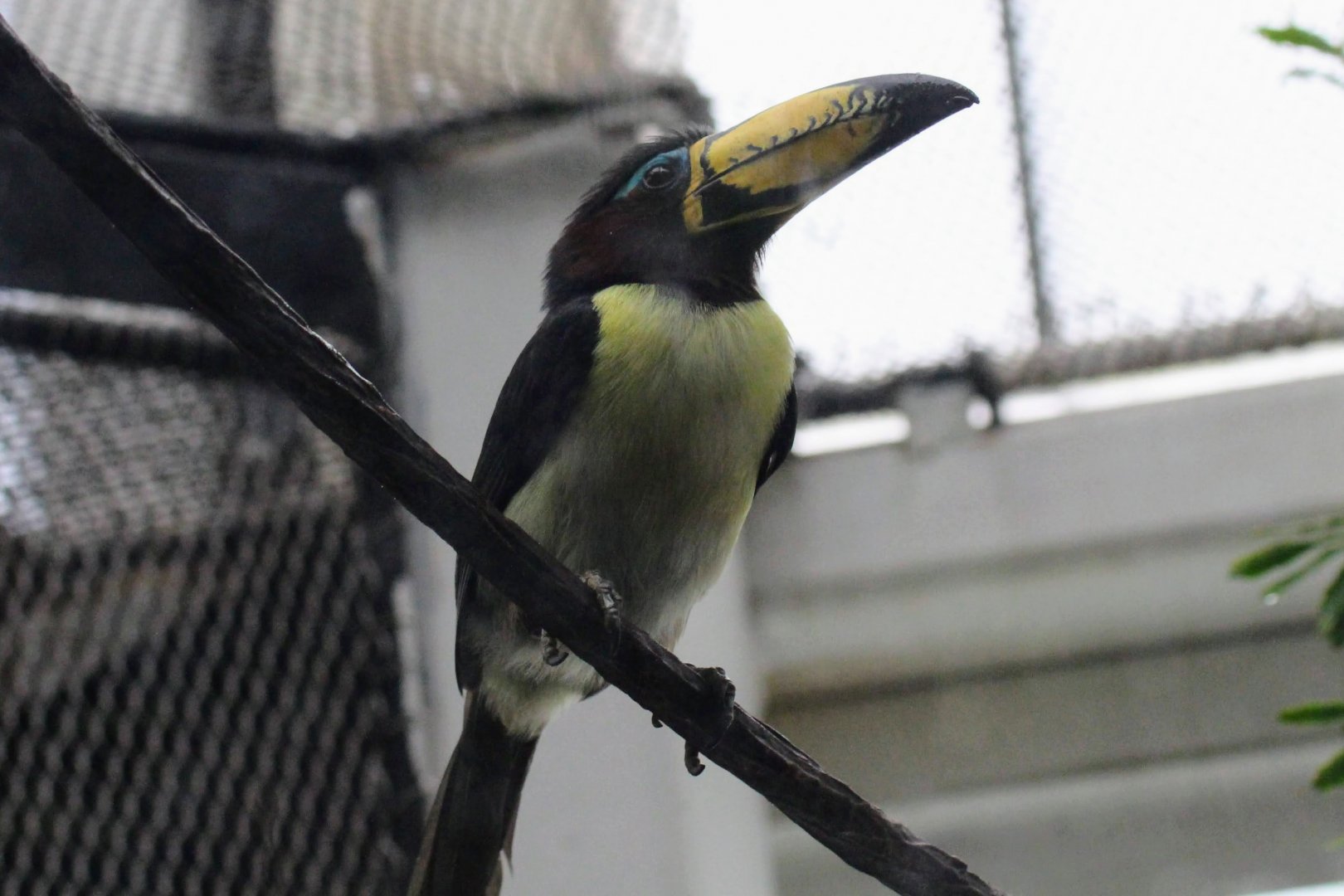 Lettered Aracari