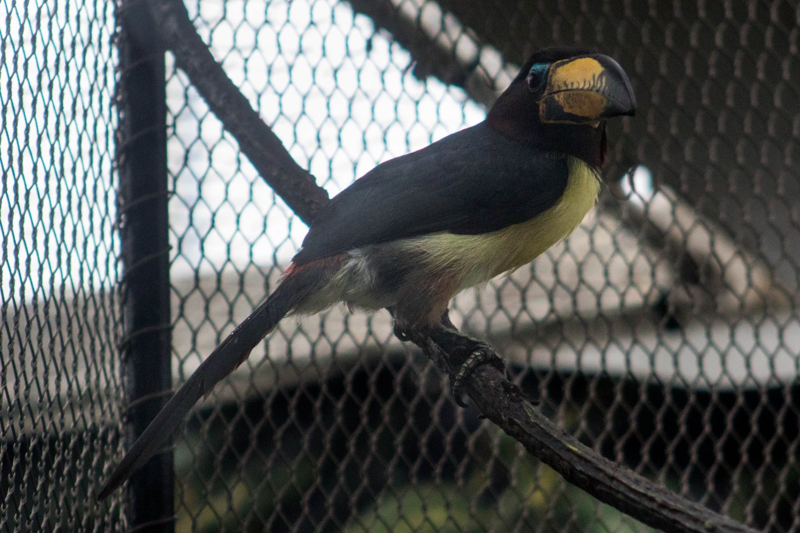 Lettered aracari