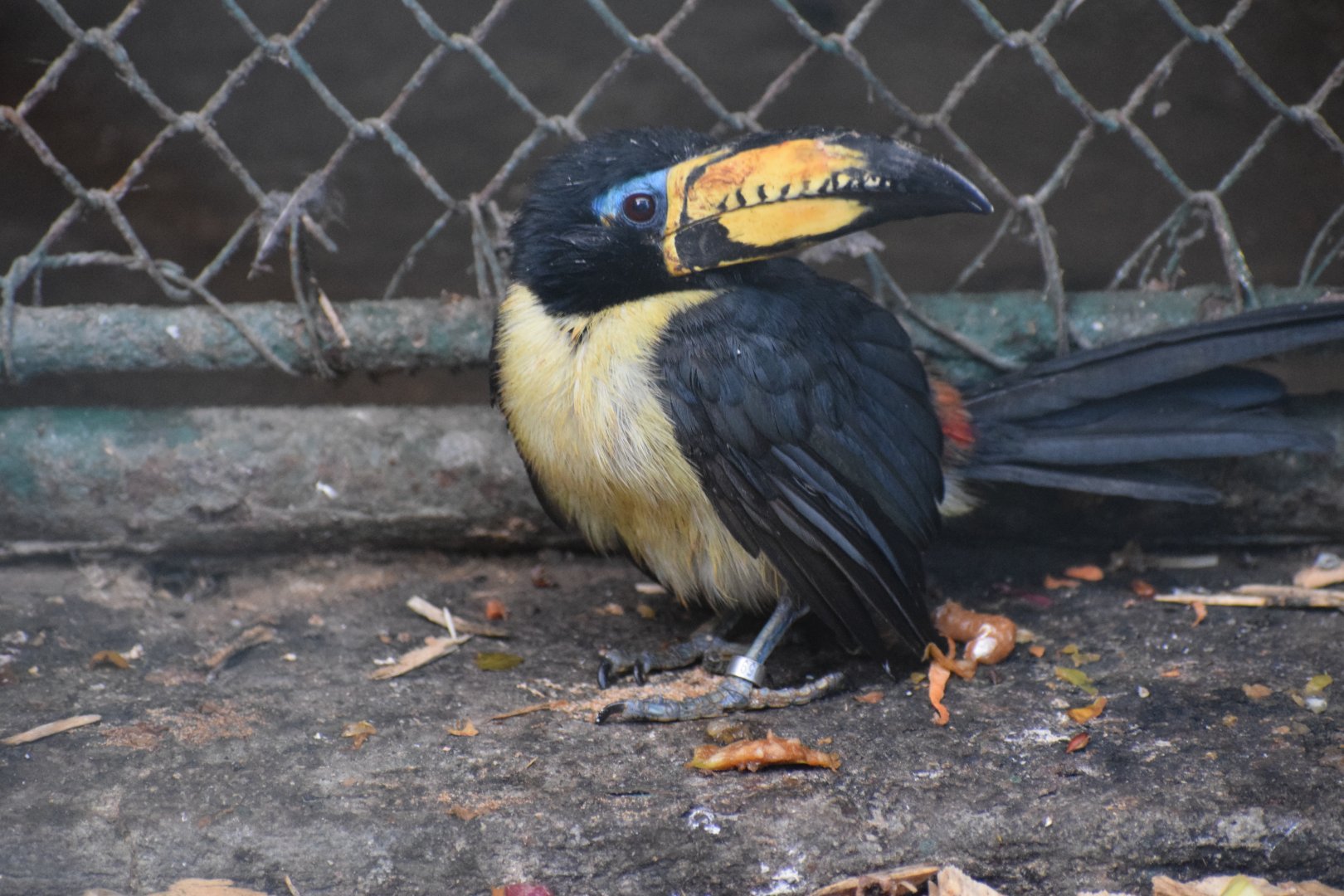 Lettered aracari