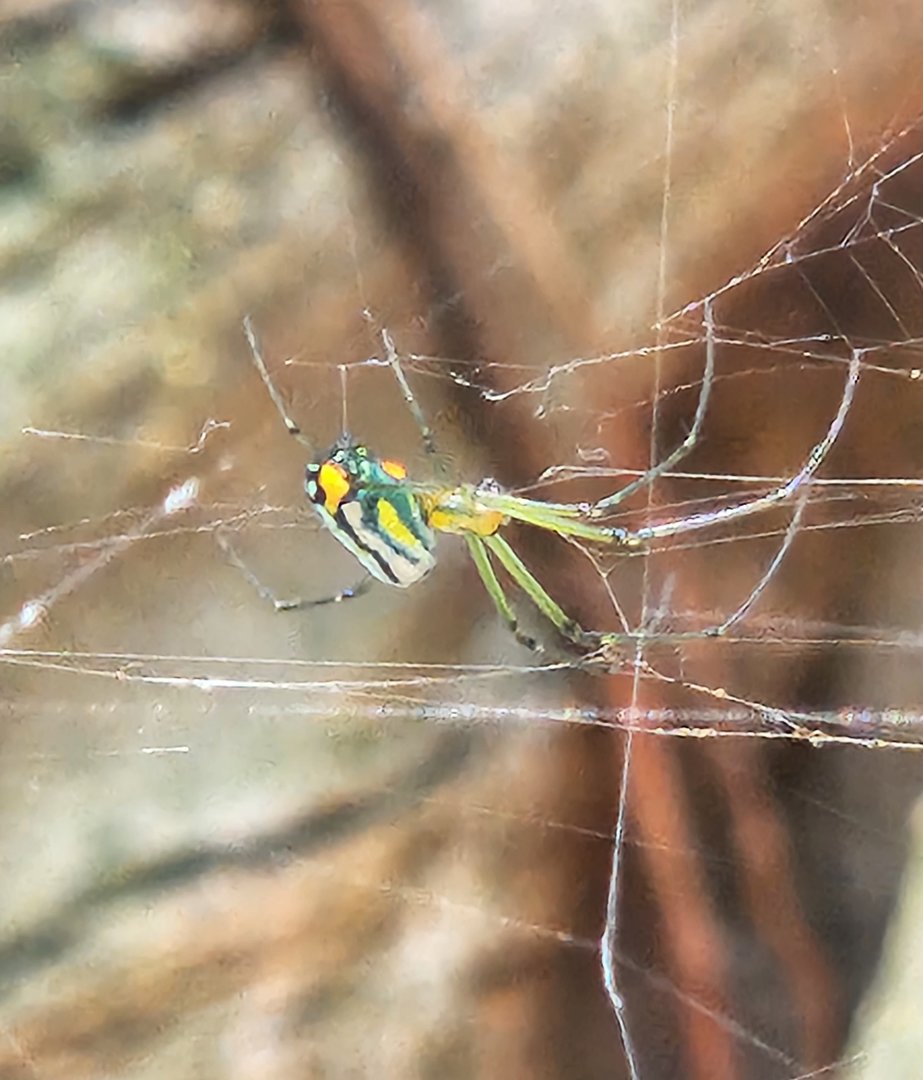 Leucauge argyrobapta