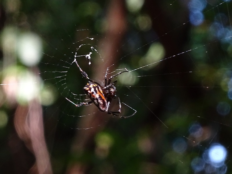 Leucauge fastigata