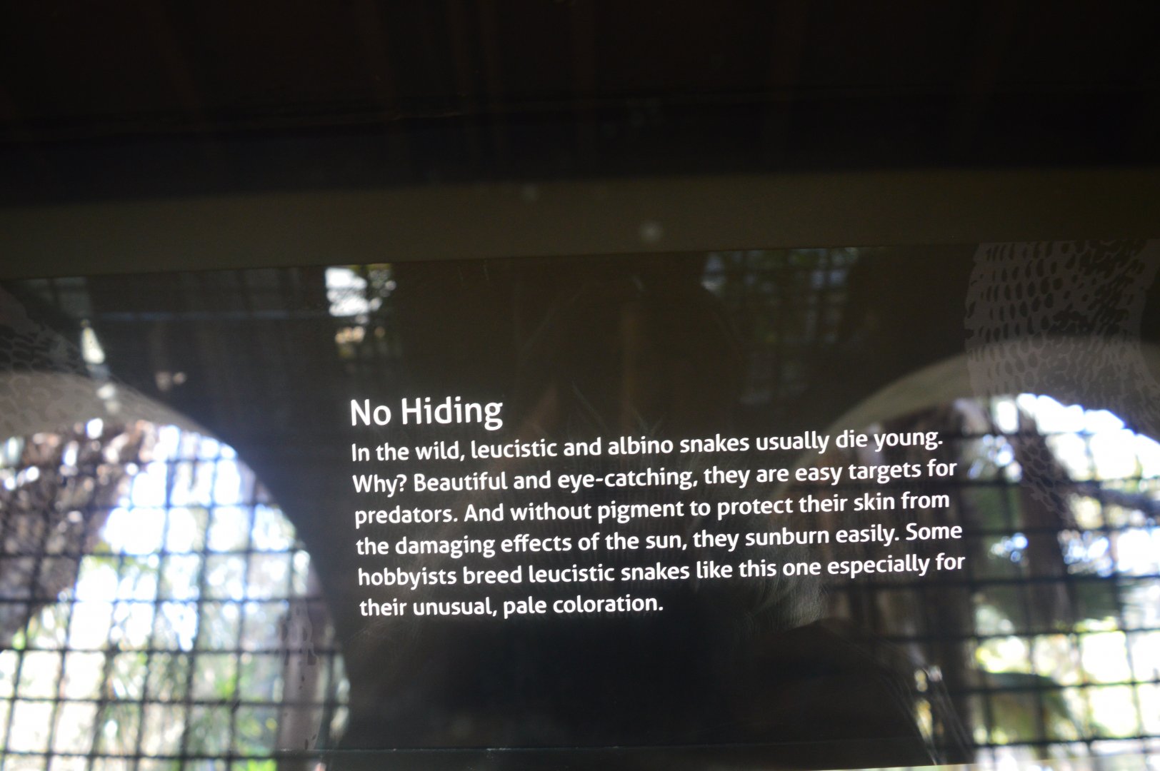 Leucistic/Albino Infographic