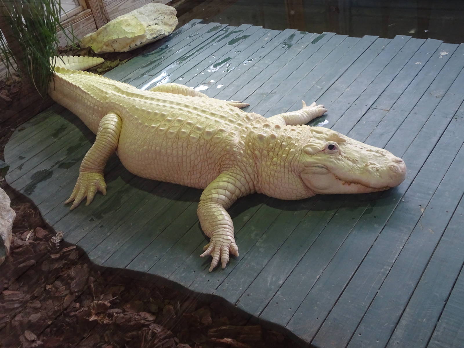 Leucistic Alligator at Gatorland