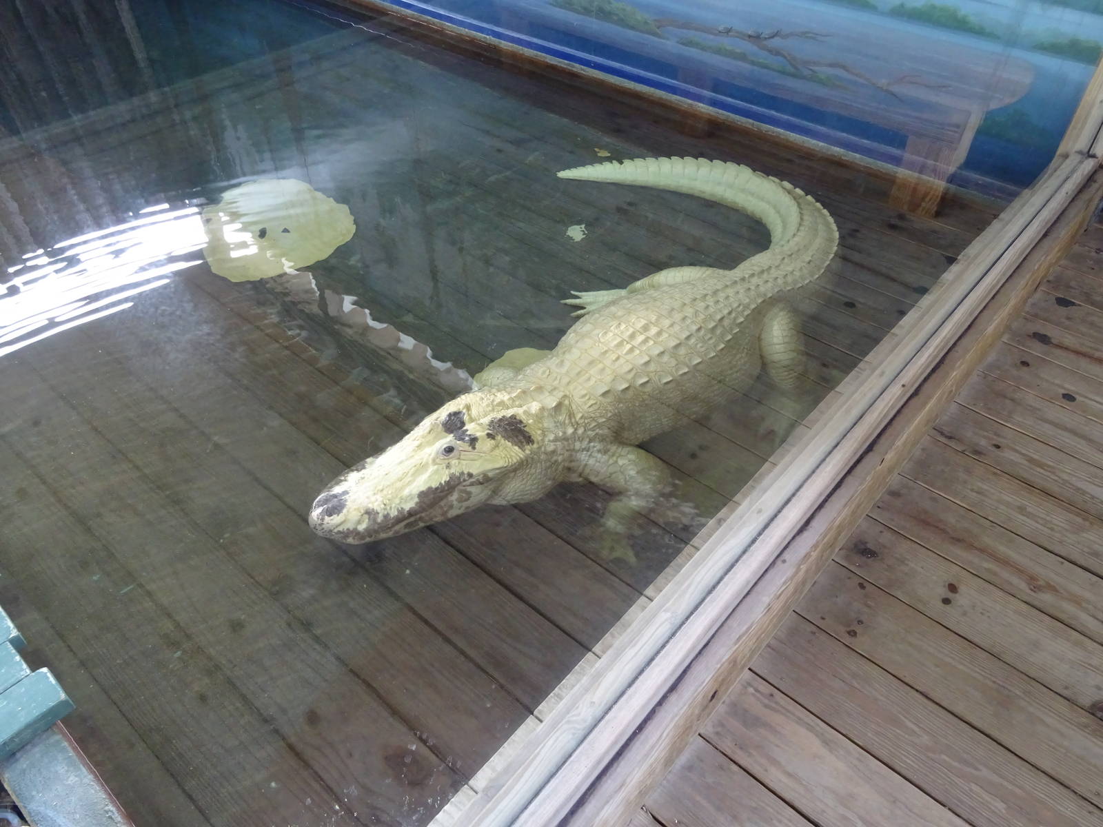 Leucistic Alligator at Gatorland
