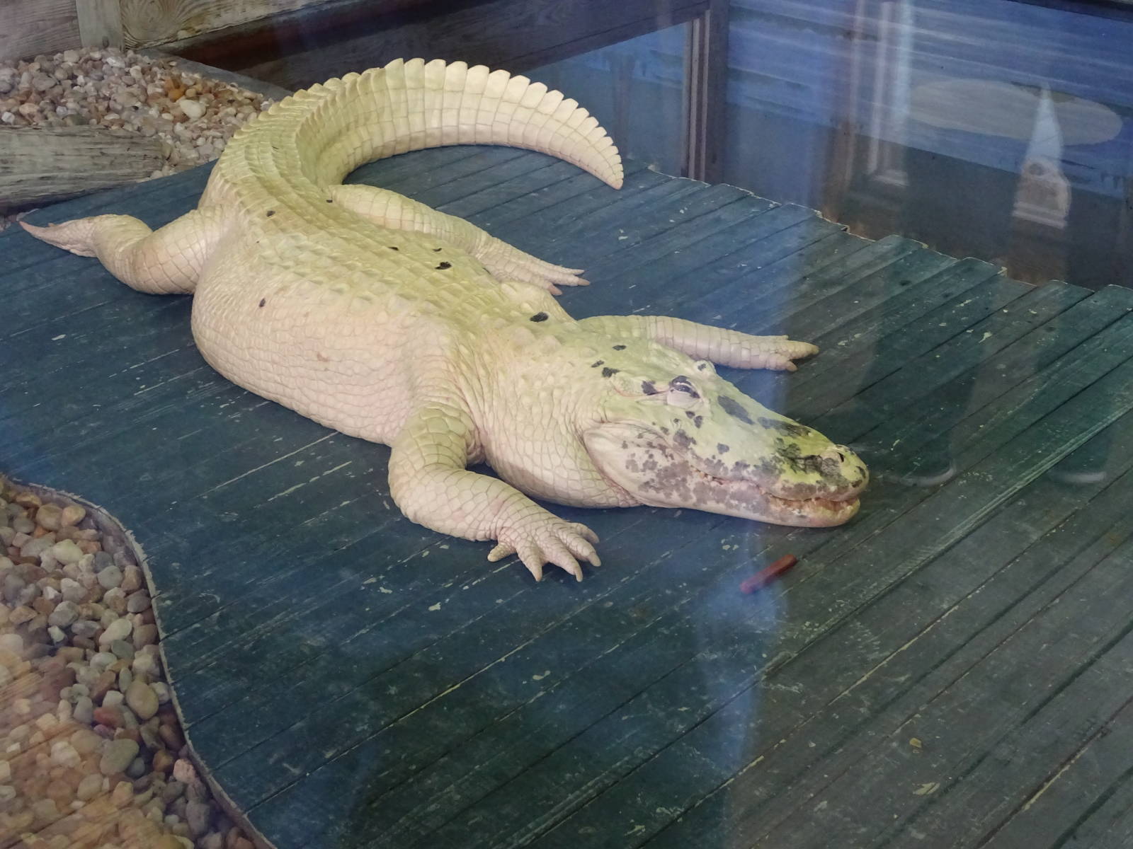Leucistic Alligator at Gatorland