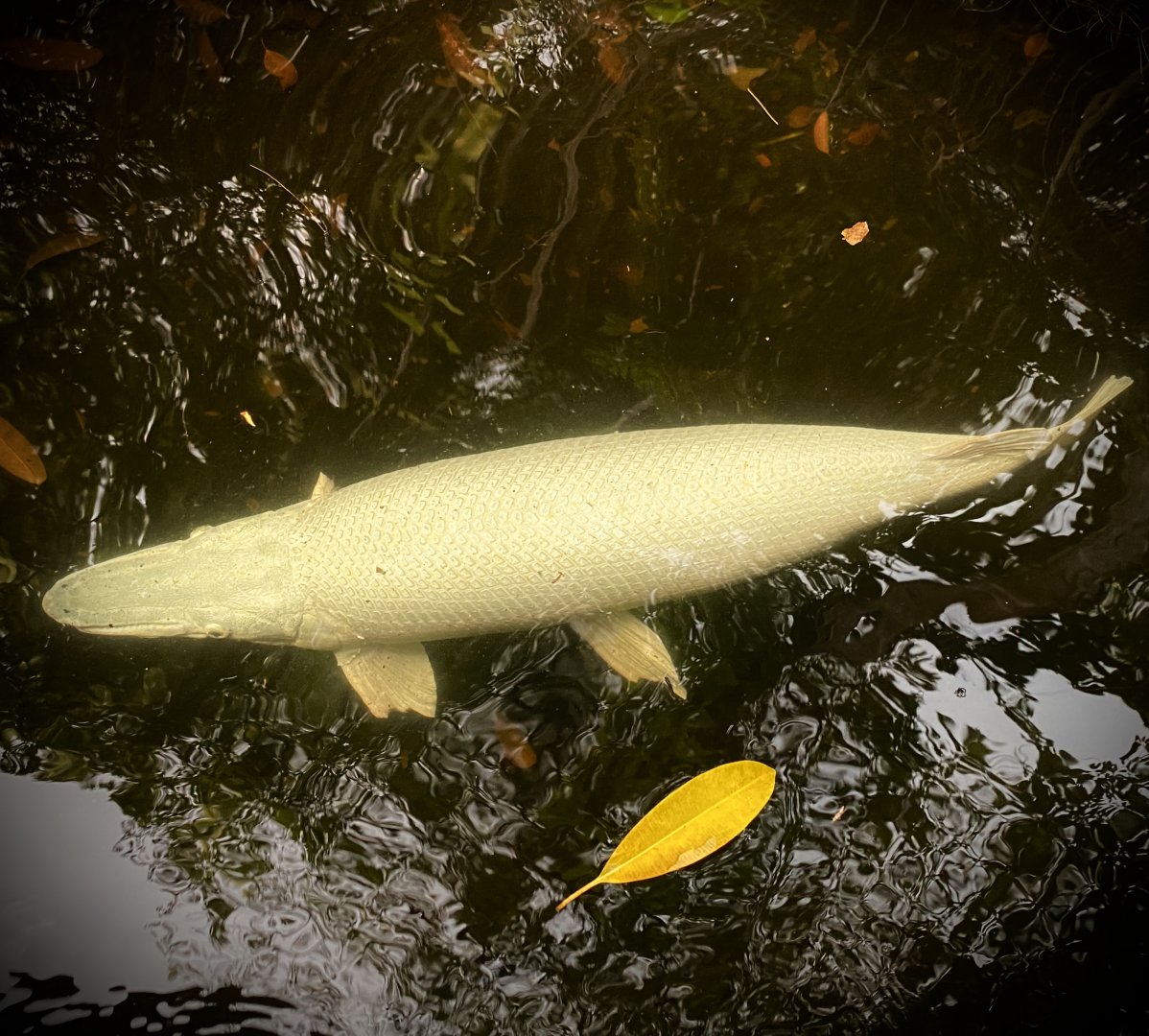 Leucistic Alligator Gar (Atractosteus spatula)