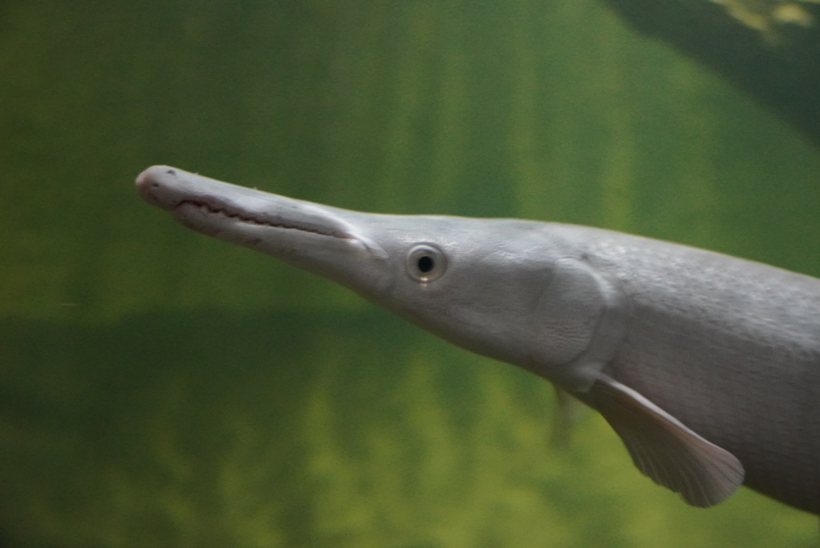 Leucistic Alligator Gar