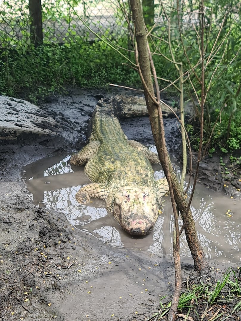 Leucistic American Alligator at Crocodile Encounter