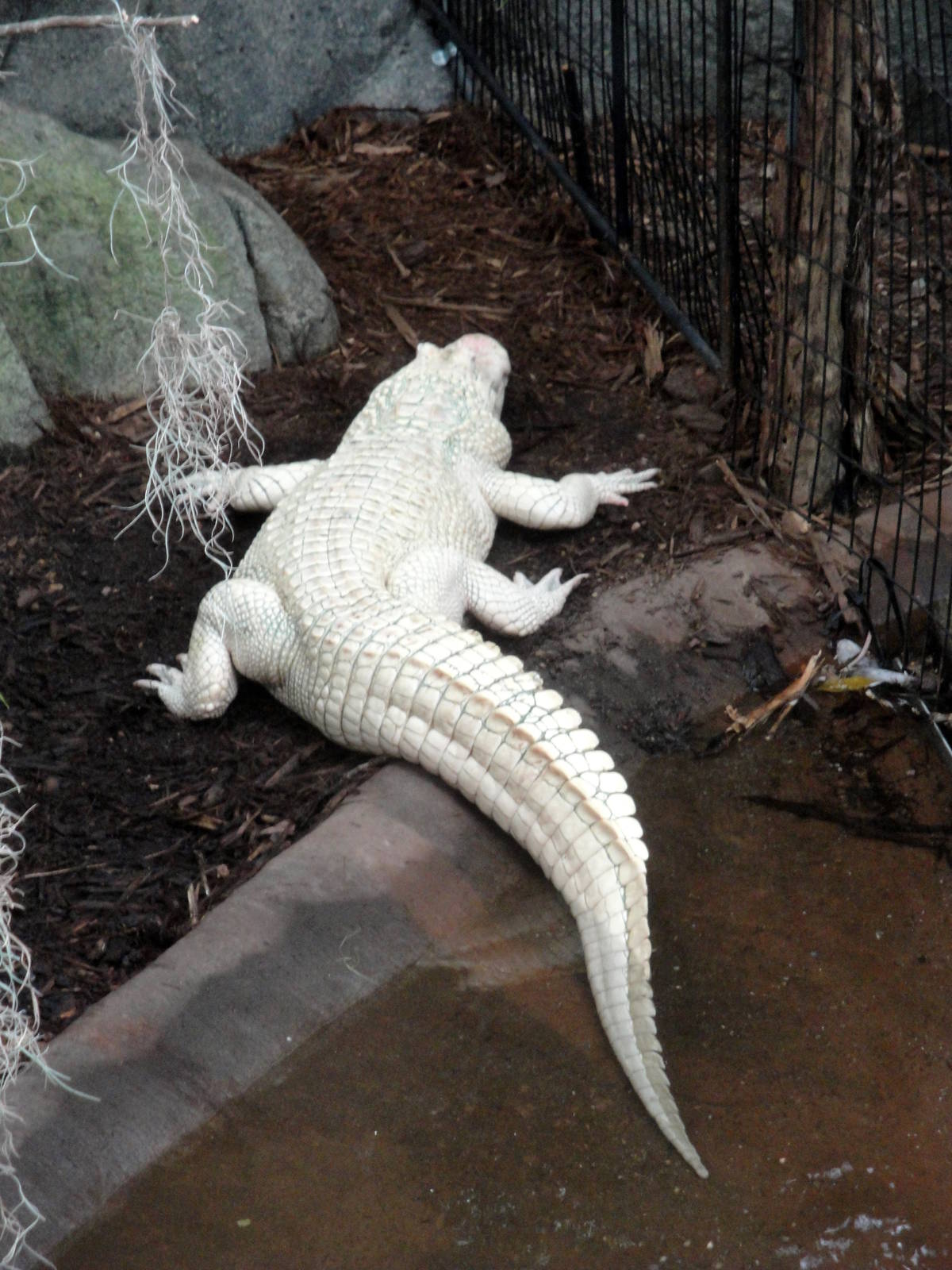 Leucistic American Alligator