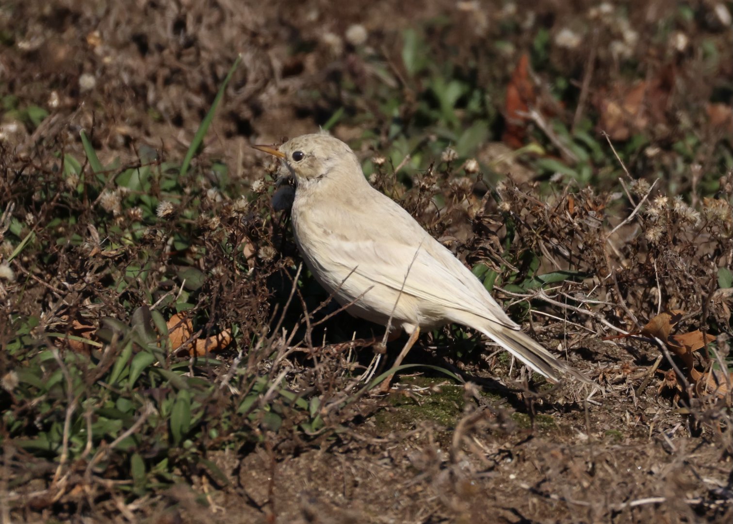 Leucistic American Pipit (Anthus rubescens)