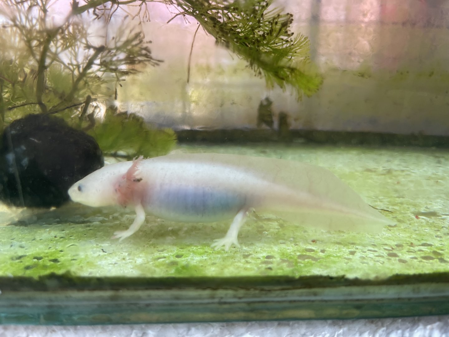 leucistic axolotl (ambystoma mexicanum)