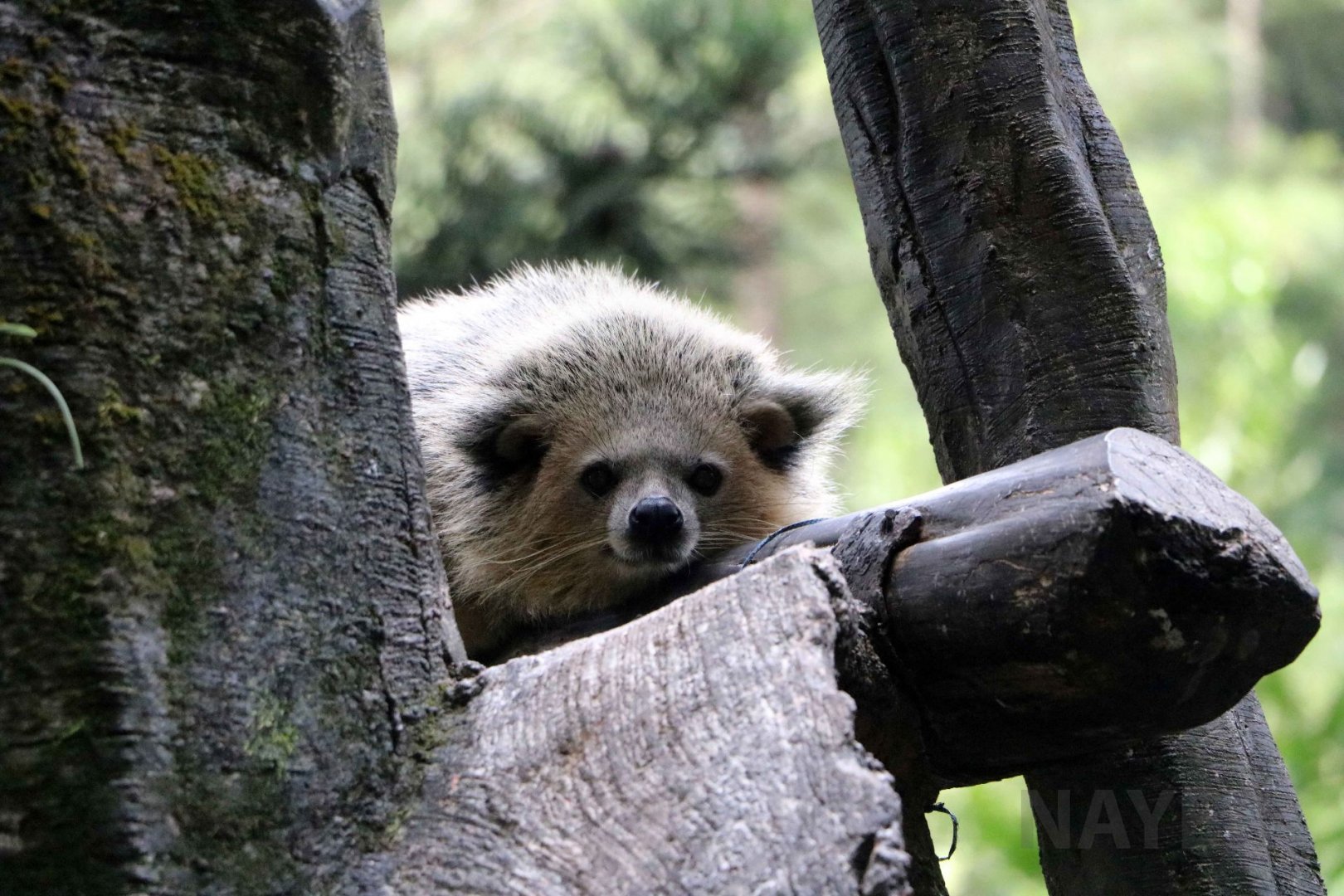 Leucistic? binturong, June 2016
