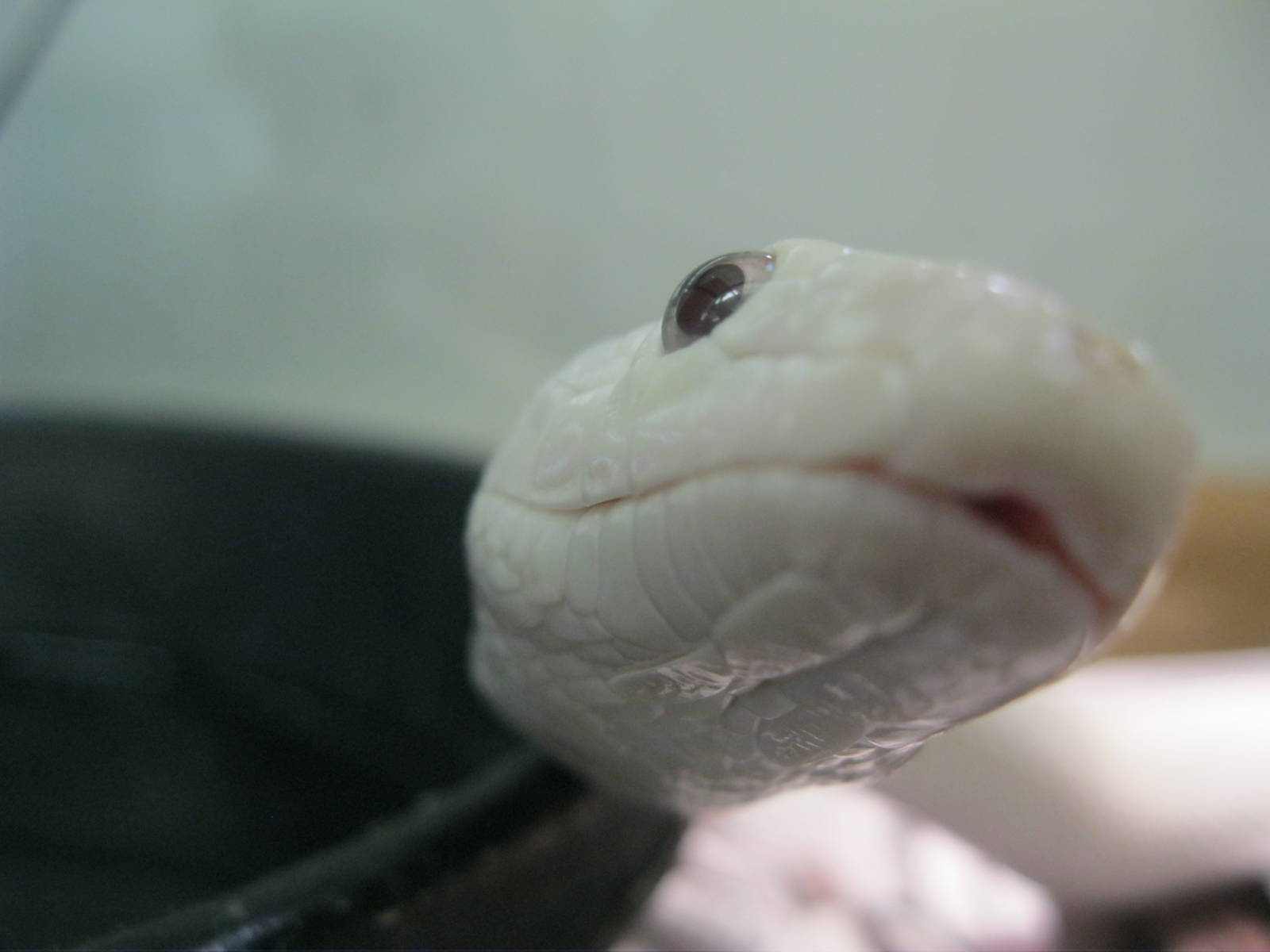 Leucistic Black Rat Snake