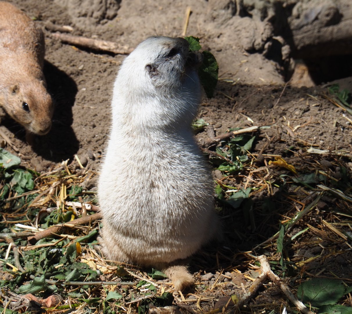 Leucistic Black-tailed prairie dog (Cynomys ludovicianus), 2019-06-01