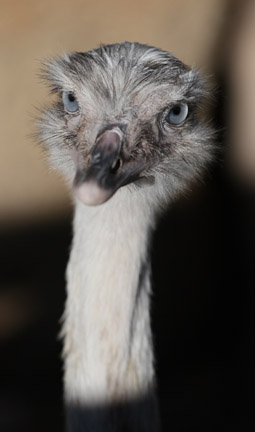 leucistic (blue-eyed) rhea