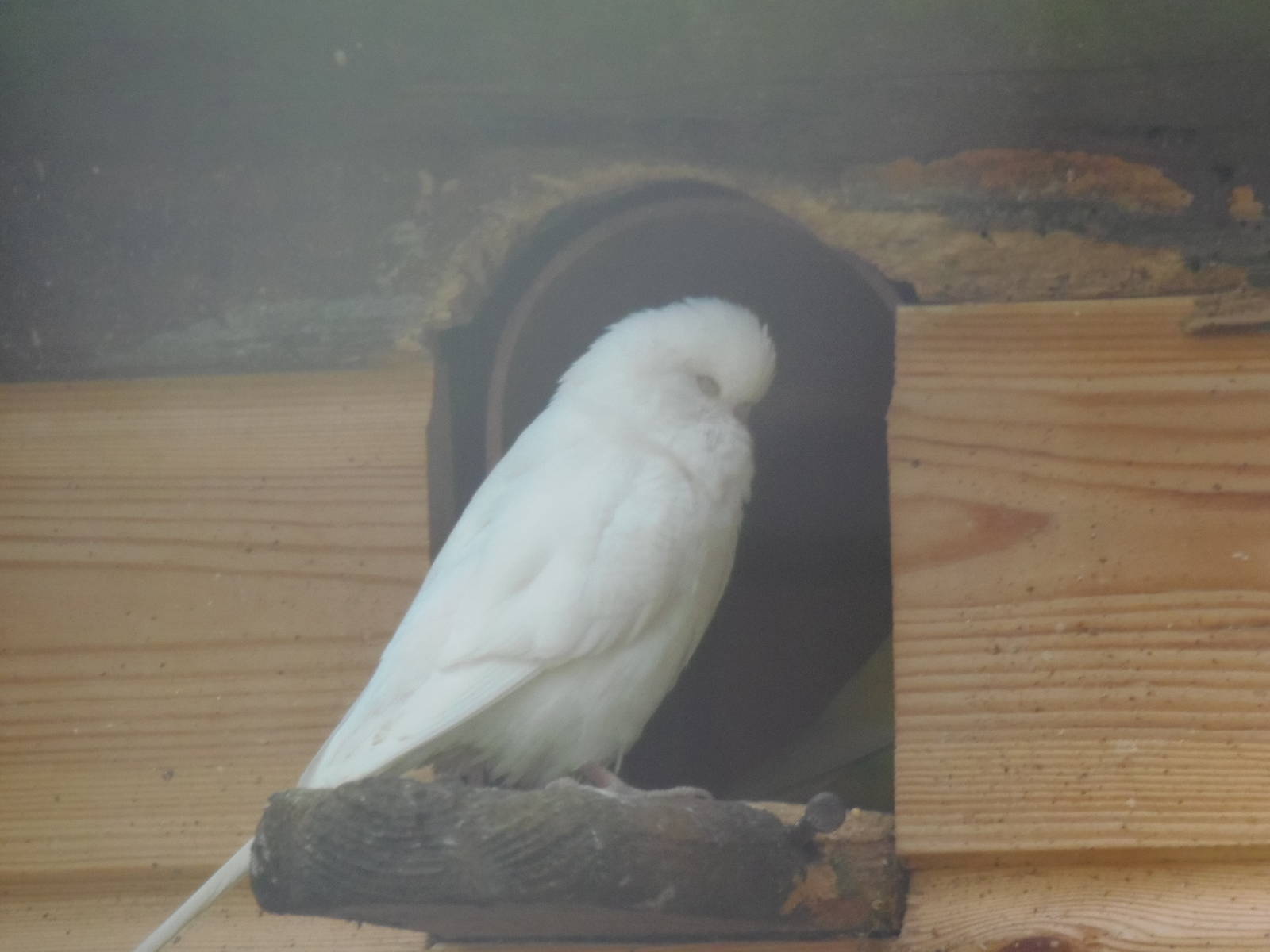 leucistic budgie