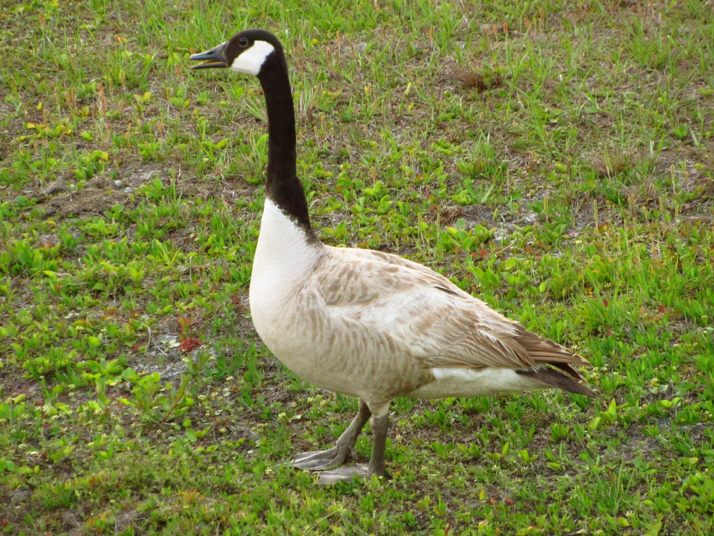 Leucistic Canada Goose